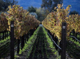 Агрохолдинг «Белая Дача» приступил к реализации винодельческого проекта.